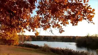 Forêt de Saint-Germain en Laye : Etang du Corra