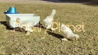 White Sultan Chicks | Poultry Planet