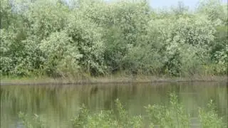 Черемуха. Bird cherry.