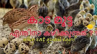 Quail Eggs(Kada Mutta)കാടമുട്ട|Ulitimate Health Benefits of Eating Quail Eggs