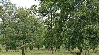 Rajbhan