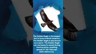 Fastest birds that can fly through ✈️ Flight Height👈🦅🕊️🦅🕊️