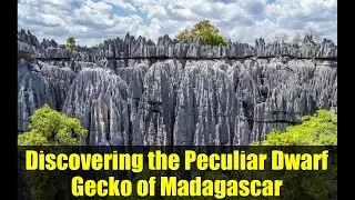 Discovering the Peculiar Dwarf Gecko of Madagascar