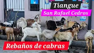 Rebaño de cabras en Tiangue de San Rafael Cedros