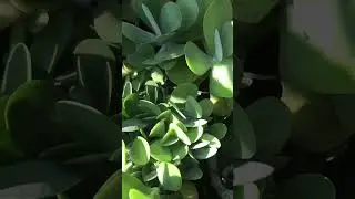 Kalanchoe  paddle plant