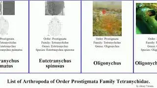 List of Arthropoda of Order Prostigmata Family Tetranychidae. eutetranychus spider mite orientalis
