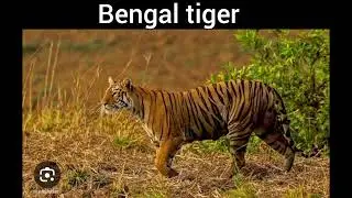 THE FLORA AND FAUNA IN WEST BENGAL