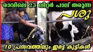 വെറും 2 പശുക്കളിൽ നിന്ന് 55 liter പാൽ 😍😍 #edapparambilfarms #cow