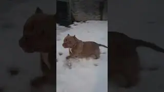 Micro American Bully Playing In The Snow dogs pets puppies american bullies Dog
