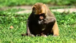 Rhesus Monkey (Macaca mulatta)