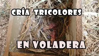 🐣 Cría Natural de TRICOLORES en VOLADERA