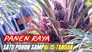 PANEN RAYA BUAHNYA SUPER KELILING