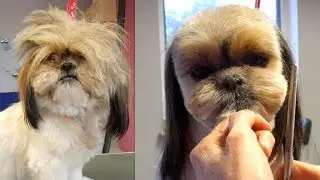 PetGroooming - Let's cut a topknot!  Shih Tzu Head Grooming