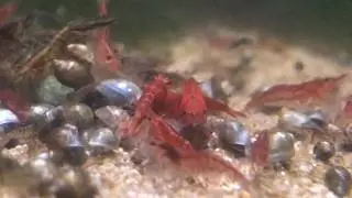 Cherry Shrimp and Least Killifish