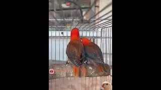 Best Couple Of Opaline Red Factor Fischeri | RF Lovebird Best Quality | Pokoke Manuk | #shorts