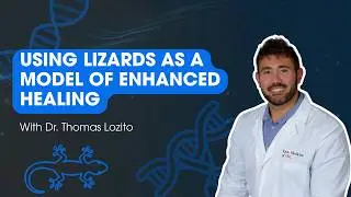 Lizard Tail Regeneration as an Instructive Model of Enhanced Healing Capabilities in Adult Amniotes
