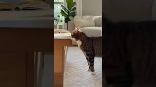Hilarious Cat Reaction to Random Sound 😹 | Gentle Music & Cute Meows