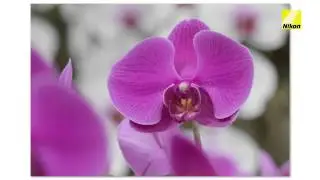 Photography for beginners: how to shoot close-up flower photography