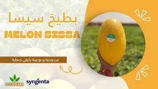 Témoignage melon Sissa | شهادات حول صنف البطيخ الأصفر سيسا