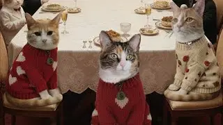 It’s Tough Being Cute… Ask the Cats