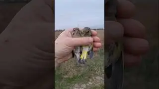 Обзор пара ЗЕЛЕНУШКА 🐦🐦🐦 Chloris chloris 🤘🤘🤘greenfinch bird