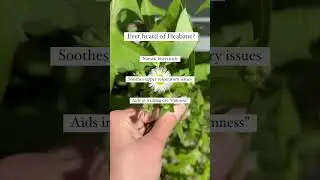 Ever see this &ldquo;weed&rdquo; in your yard? They&rsquo;re actually hidden gems ✨ #fyp #herbalmedicine #fleabane