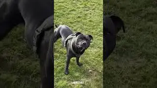 New Funny Animals 😂 Cats & Dogs Gone Wild 🐱🐶
