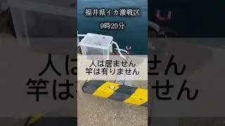 【福井県】イカ釣り激戦区がやばすぎる①#shorts #イカ #釣り #戦い #恐怖 #一流釣り場