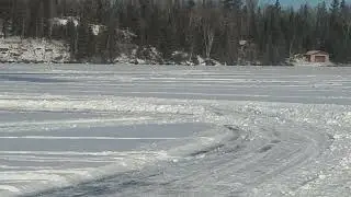 Sled dogs on birch lake.