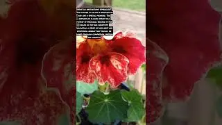 #plants and #planets #nasturtium  #mars #garden #lunarliving   #youtubeshorts