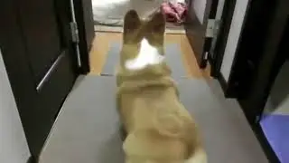 Corgi Twerk
