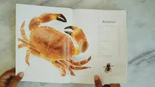 The Visual Dictionary😍😍|BY DK|ultimate family dictionary | book that shows you not just tells you|