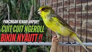 SUARA Kenari GACOR PANJANG Pancingan & masteran Kenari Paud AGAR gacor AMPUH Kenari MACET bunyii