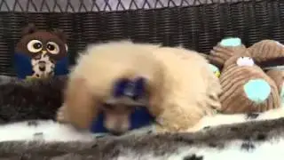 Beautiful cream female Toy Poodle!