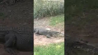 Madras Crocodile Bank #crocodile #life #snake #vibe #chennai #mahabalipuram #best #music #audio #own