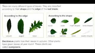 Shape and edge of leaves
