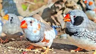 Some zebra finch sing a sweet song follow another. Zebra finch show power of thier smart sound. 