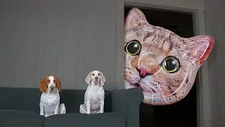 Dogs vs Giant Cat Head Prank: Funny Dogs Maymo & Potpie Pranked by Cats