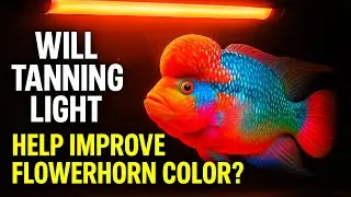 Will Tanning Light Help Improve Flowerhorn Color? Myth or Magic? 🔥🐟