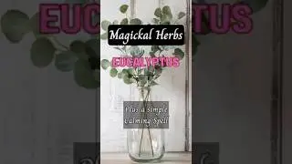 🌿 Magickal Herbs: Eucalyptus | Correspondences, Spells & Witchcraft Uses + A Simple Calming Spell