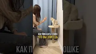 Как показать кошке что вы злитесь на её языке?😤🐈