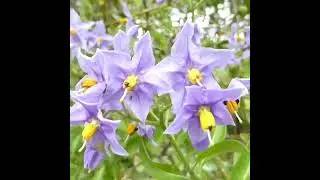 Chilean potato vine (Solanum&nbsp;crispum) ; Vines, Climbers and Creepers Series.