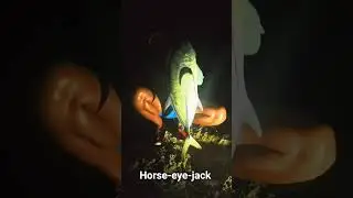 Horse-eye-jack, Cuba fishing #surffishing #fishing ##rockfishing #fishinglife