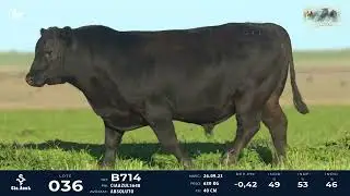 LOTE 36   TAT B714 M Angus