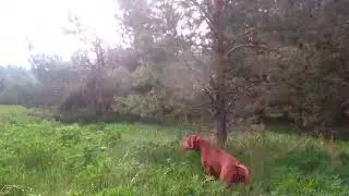 Весенний коростель 2023