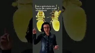 descoberta na Austr&aacute;lia/museu de zoologia da USP/ apresenta&ccedil;&atilde;o Luiza Caires@CanalUSP