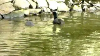 Coot swimming lessons