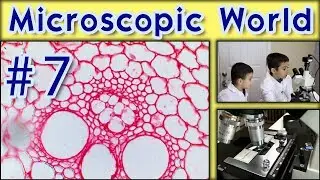 Microscopic World Adventure #7