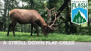 Flat Creek Trail