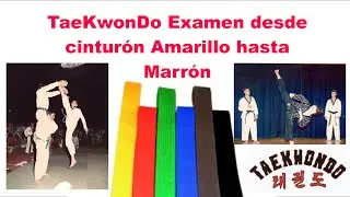 Taekwondo Examen desde Cinturón Amarillo hasta Marron